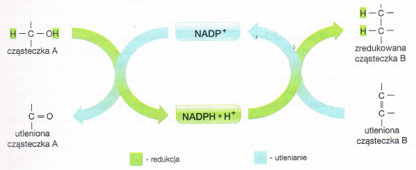 Przebieg reakcji redoks z udziałem NADP+