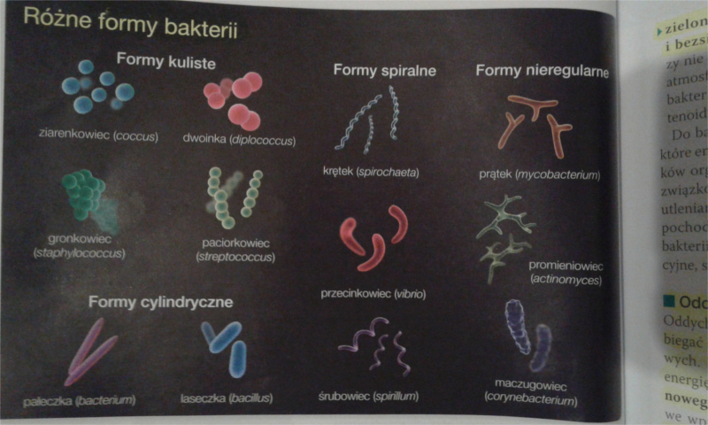 różne formy bakterii