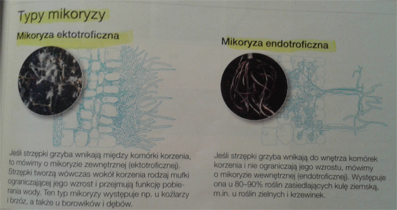 typy mikoryzy
