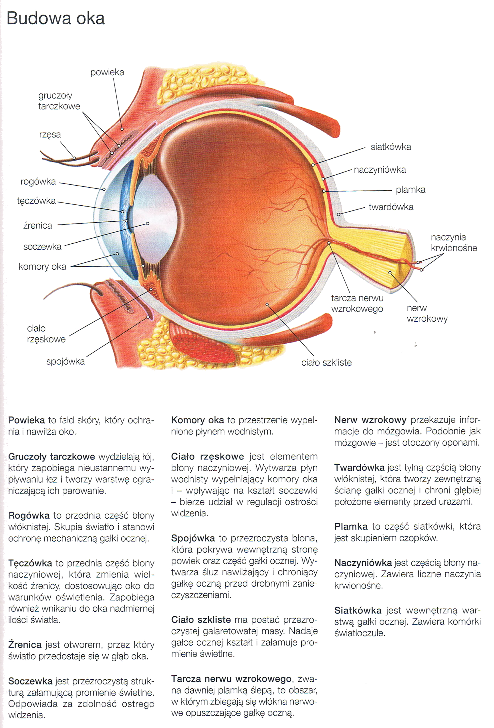 budowa oka