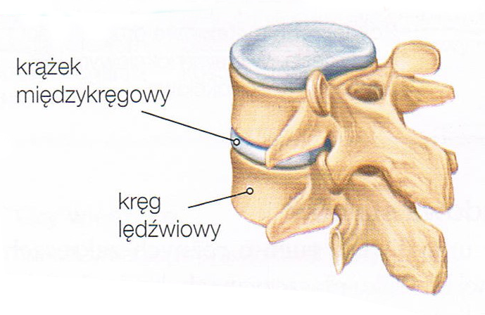 krążki międzykręgowe