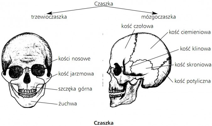 budowa czaski