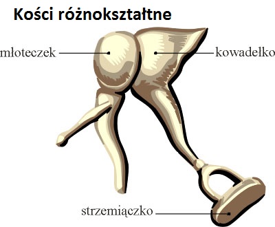 kosteczki słuchowe