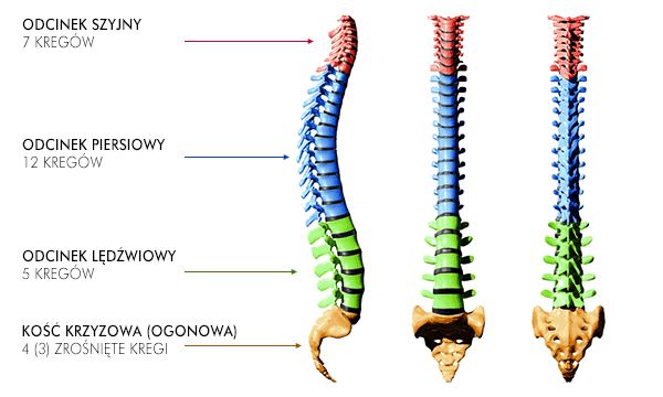 Budowa kręgosłupa