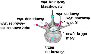 kręg lędźwowy