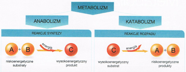 metabolizm