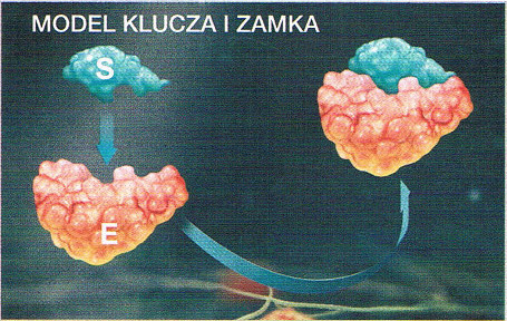 model powstawania kompleksu eznym-substrat