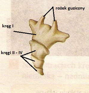 kość guziczna / ogonowa