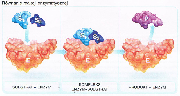 równanie reakcji enzymatycznej