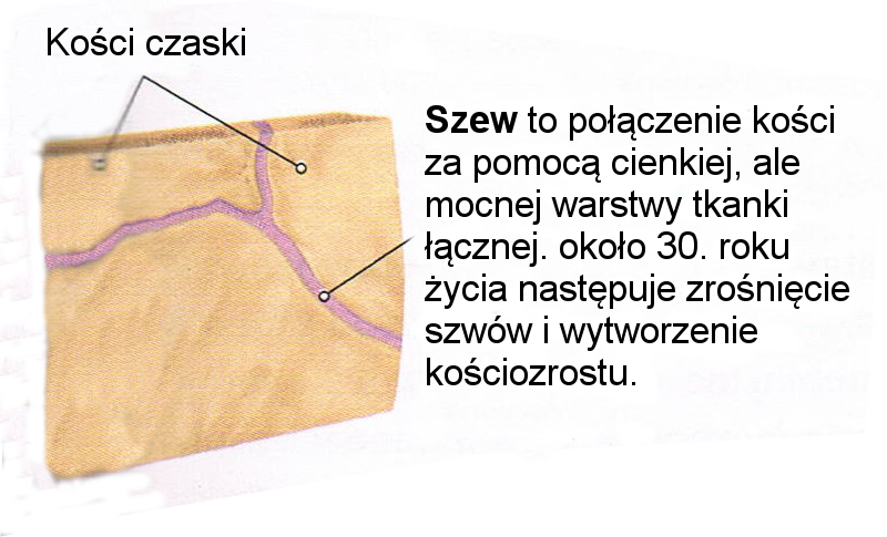 szwy czaski