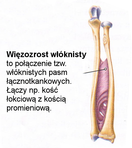 włókna