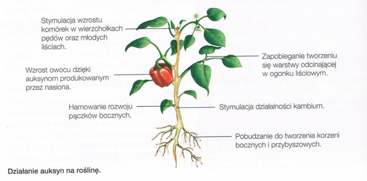 działanie auksyn na roślinę