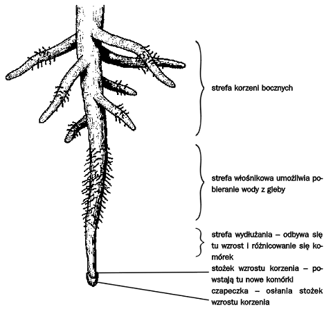 budowa korzenia