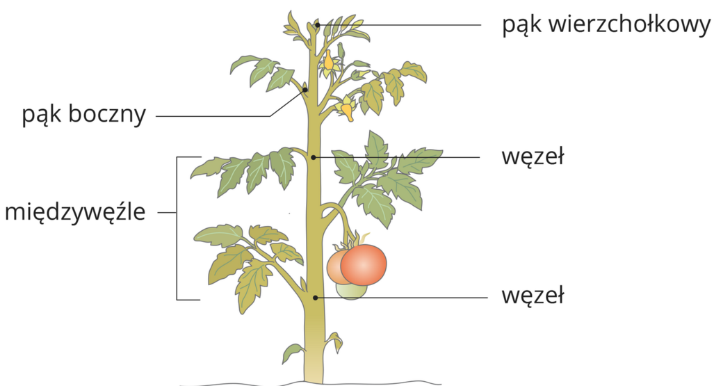 budowa łodygi