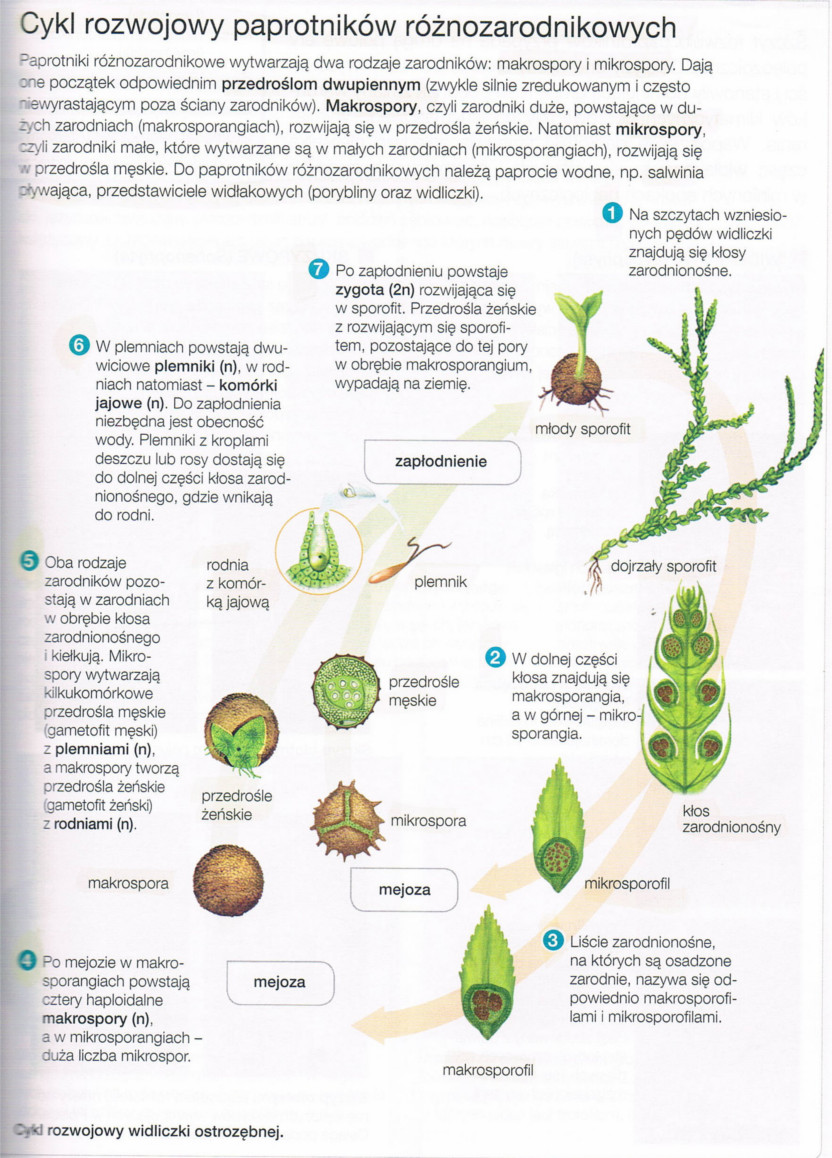 cykl rozwojowy paprotników różnozarodnikowych