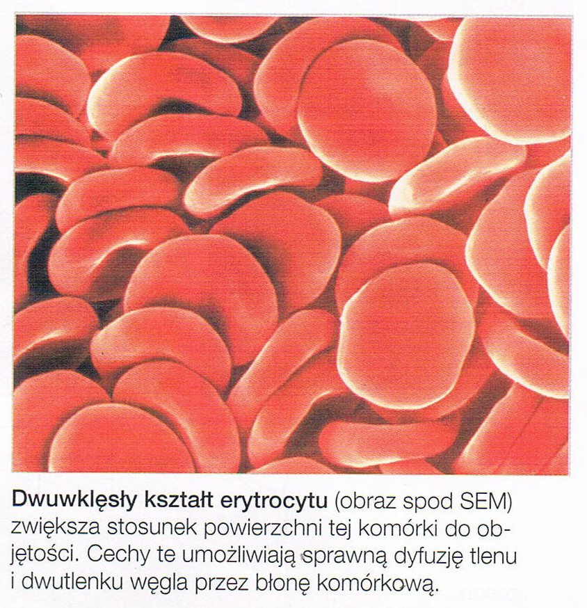 erytrocyt