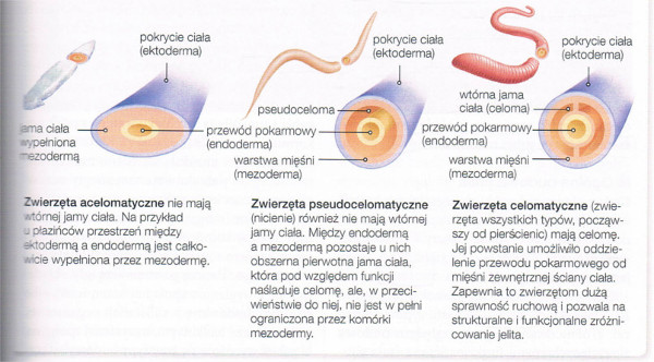 jama ciała zwierząt