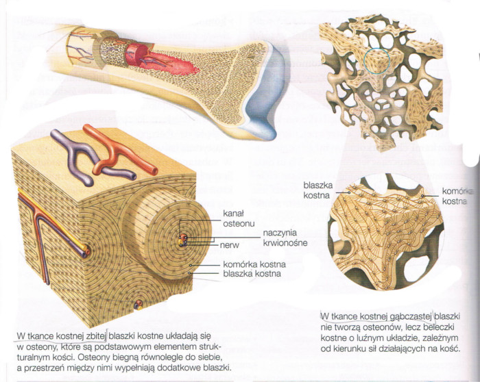 rodzaj tkanki kostnej