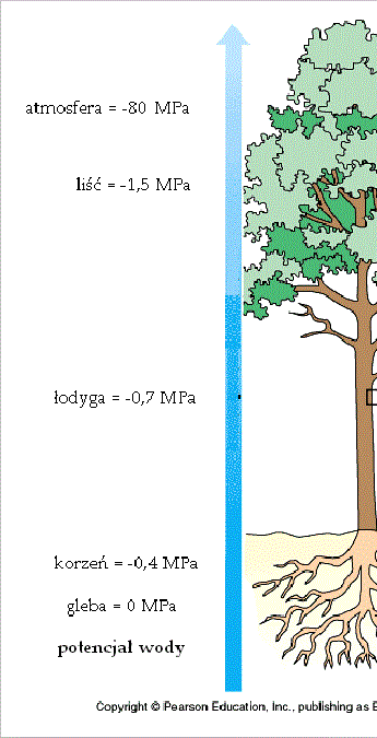 potencjał wody w roślinie