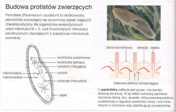 protist zwierzęcy budowa