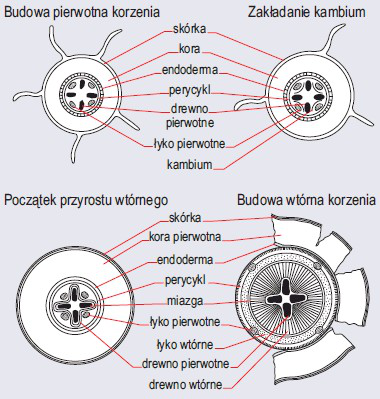 etapy przyrostu korzenia na grubość