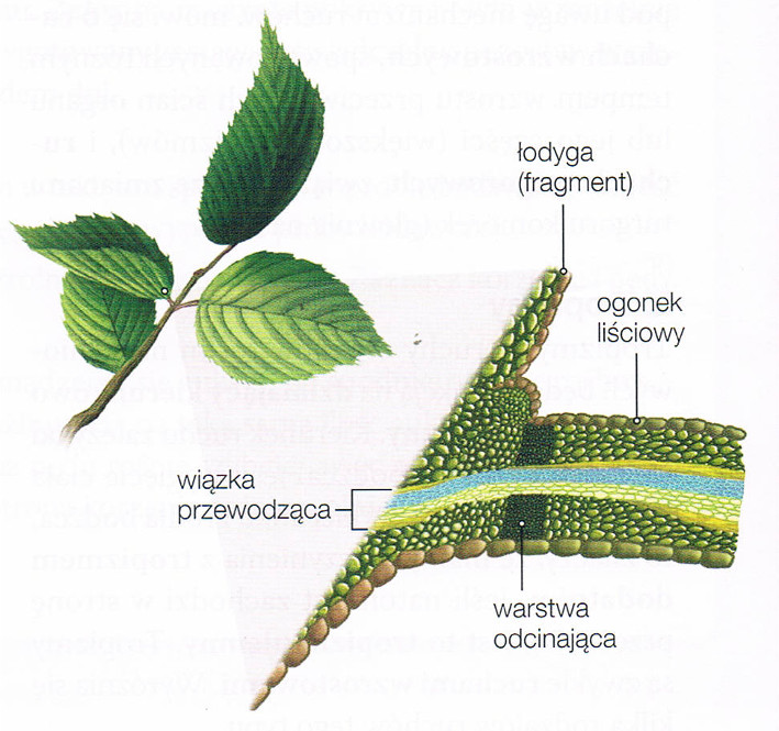 warstwa odcinająca