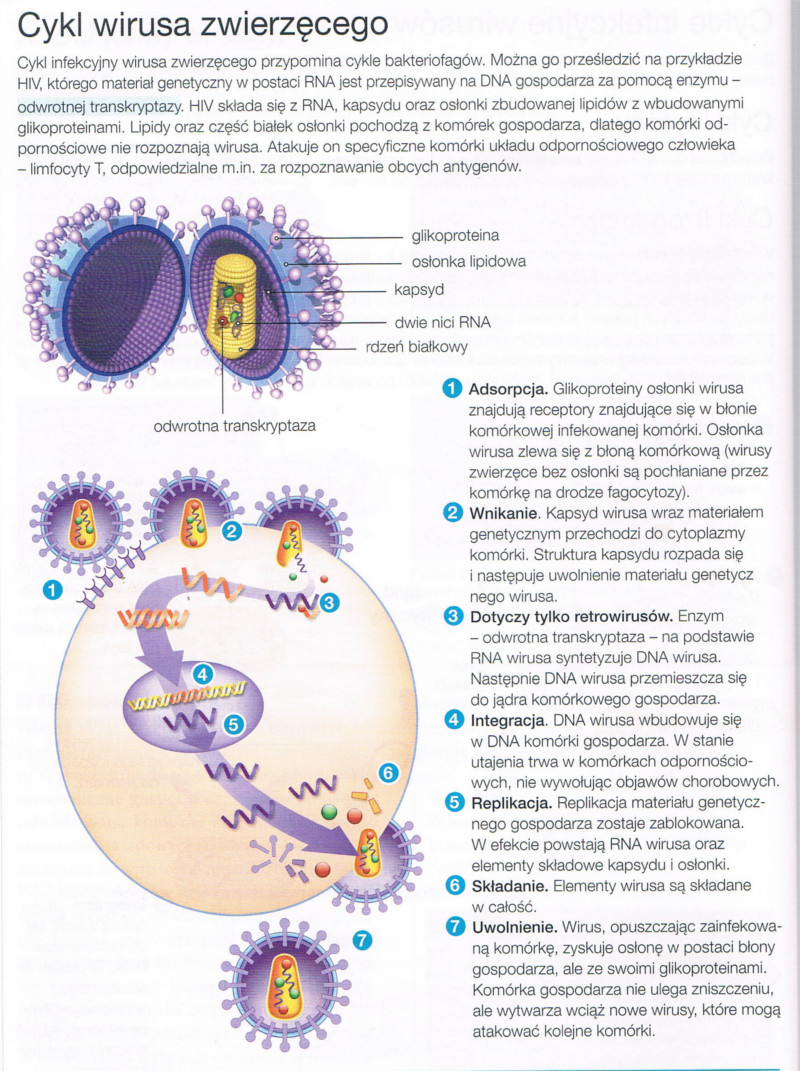cykl wirusa zwierzęcego
