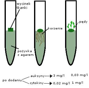 wpływ stężenia auksyn i cytokin